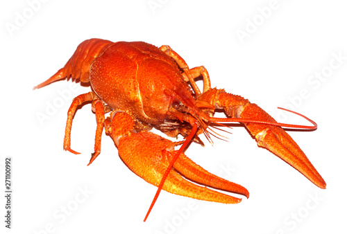 boiled crayfish isolated on white background