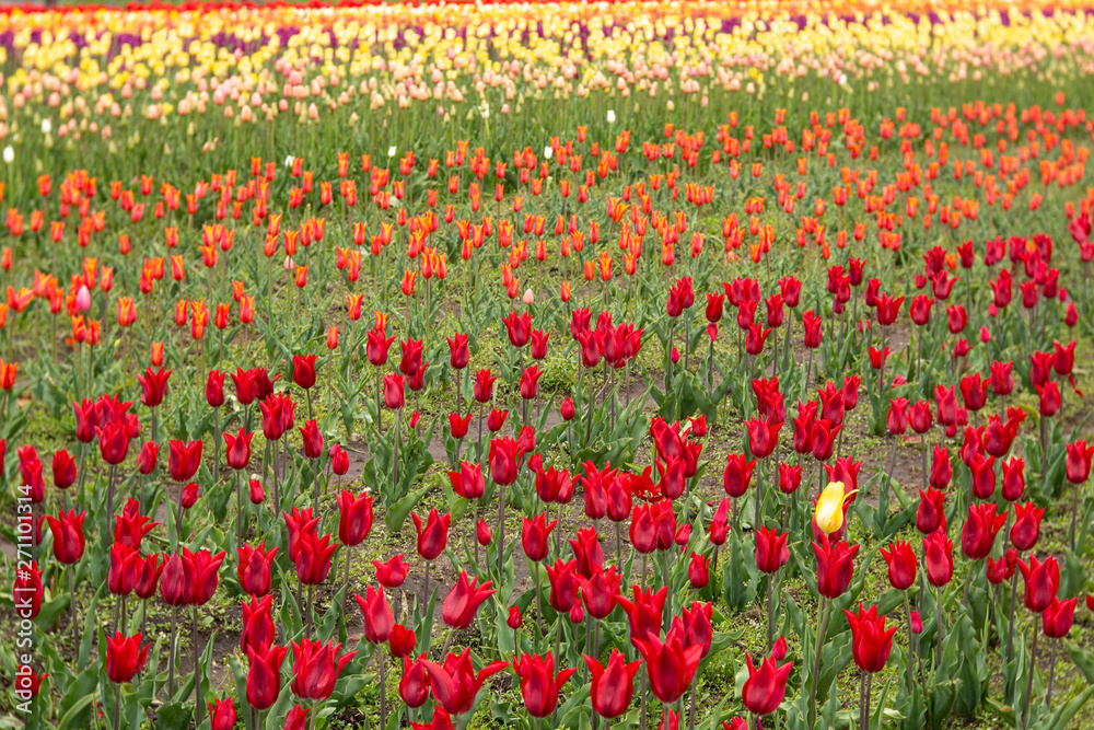 Large Field of Spring Tulips in Michigan