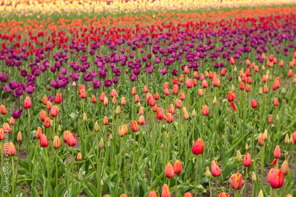 Colorful Field of Tulips in Michigan