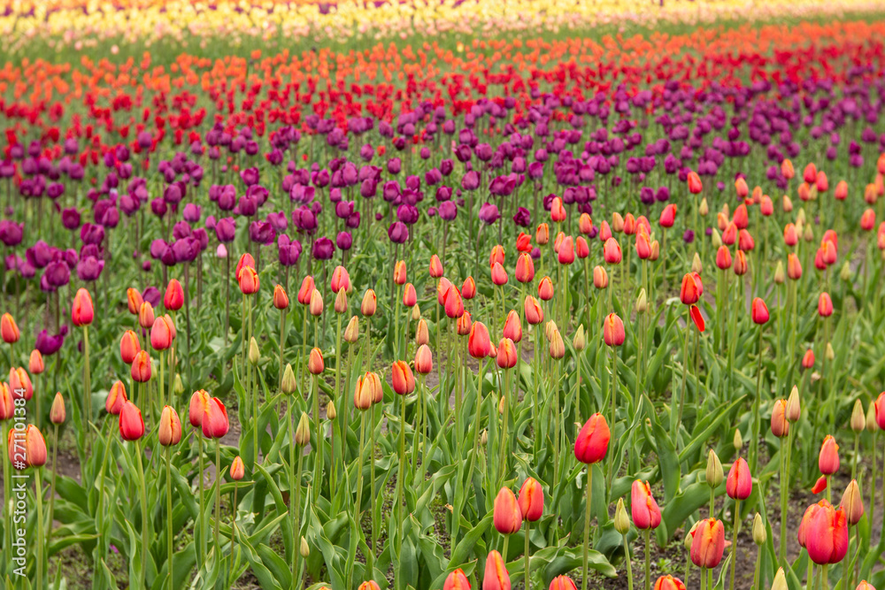 Colorful Field of Tulips in Michigan Colorful Field of Tulips in Michigan