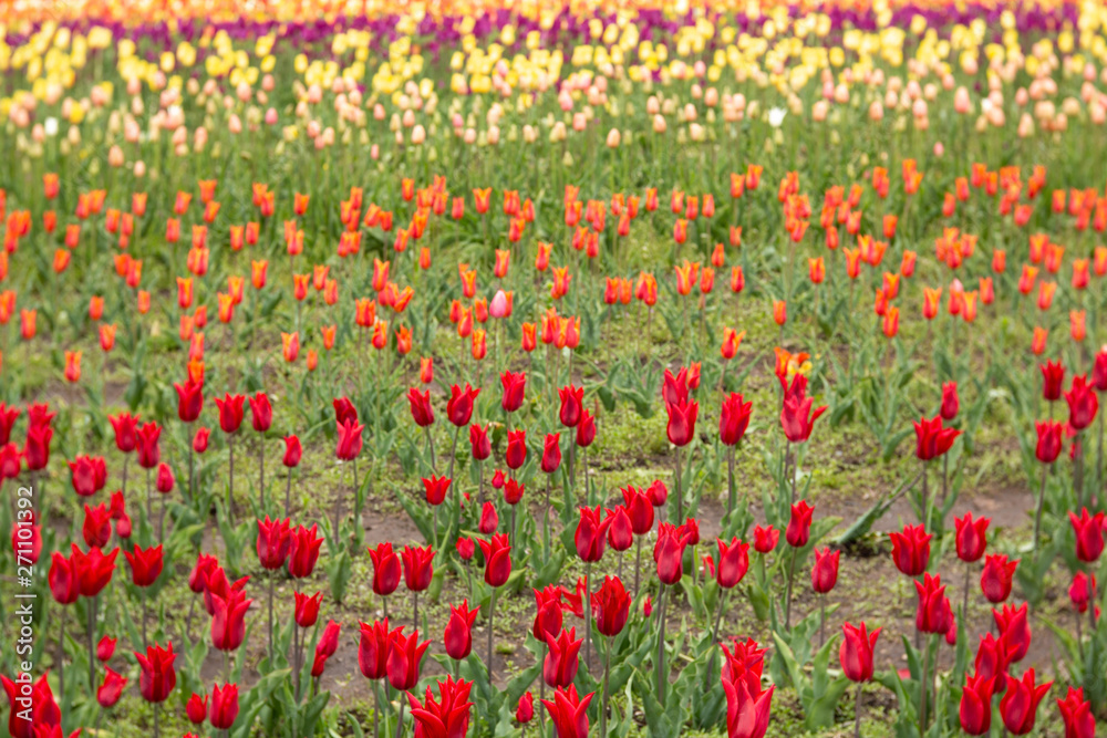 Spring Tulips Garden in Michigan