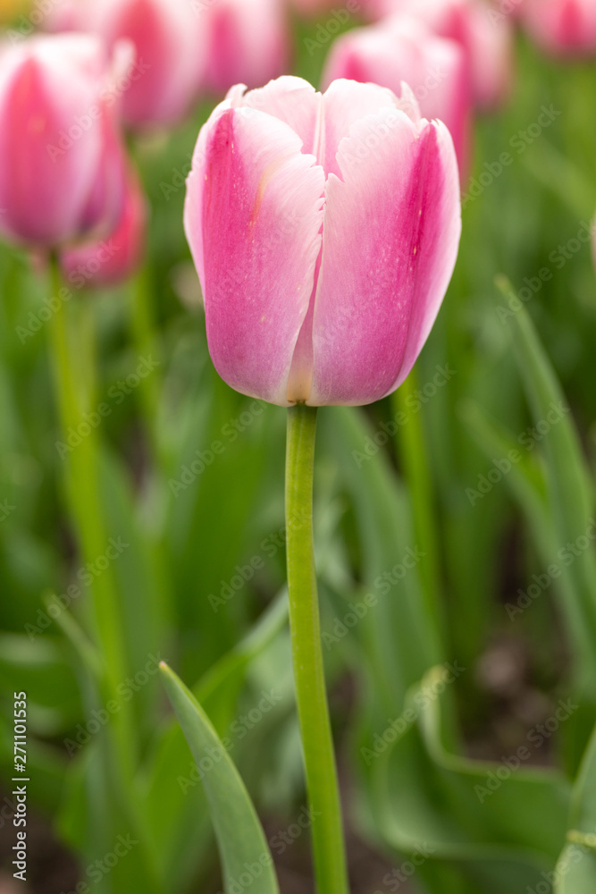 Pink and White Tulips Vertical