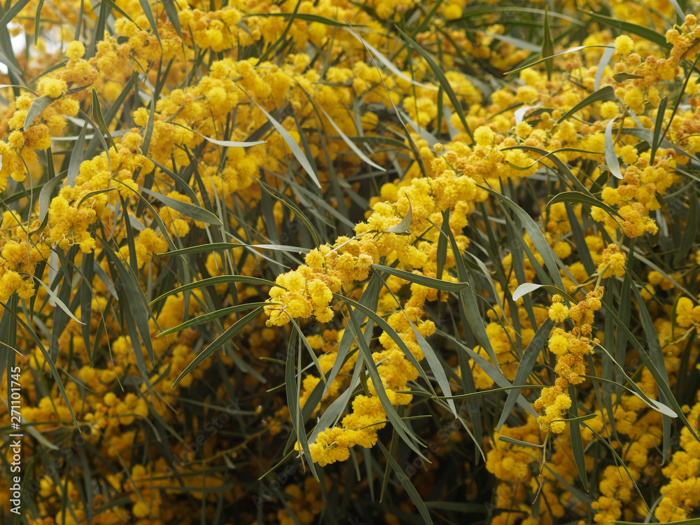 Feuillage et inflorescences globuleuses du mimosa ou acacia doré ...