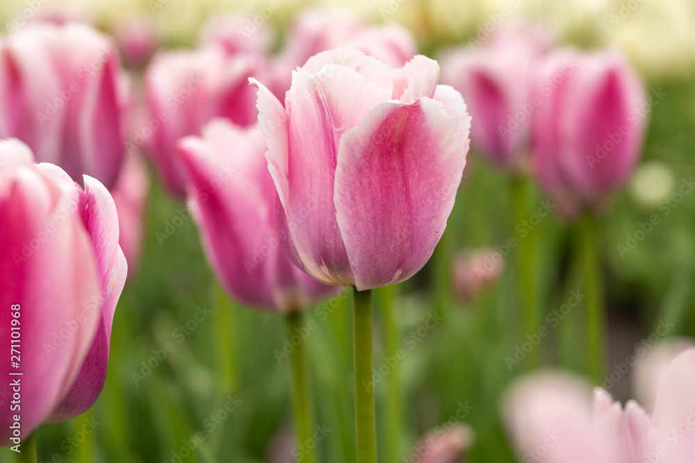 Garden of Pink Spring Tulips in Michigan Garden of Pink Spring Tulips in Michigan