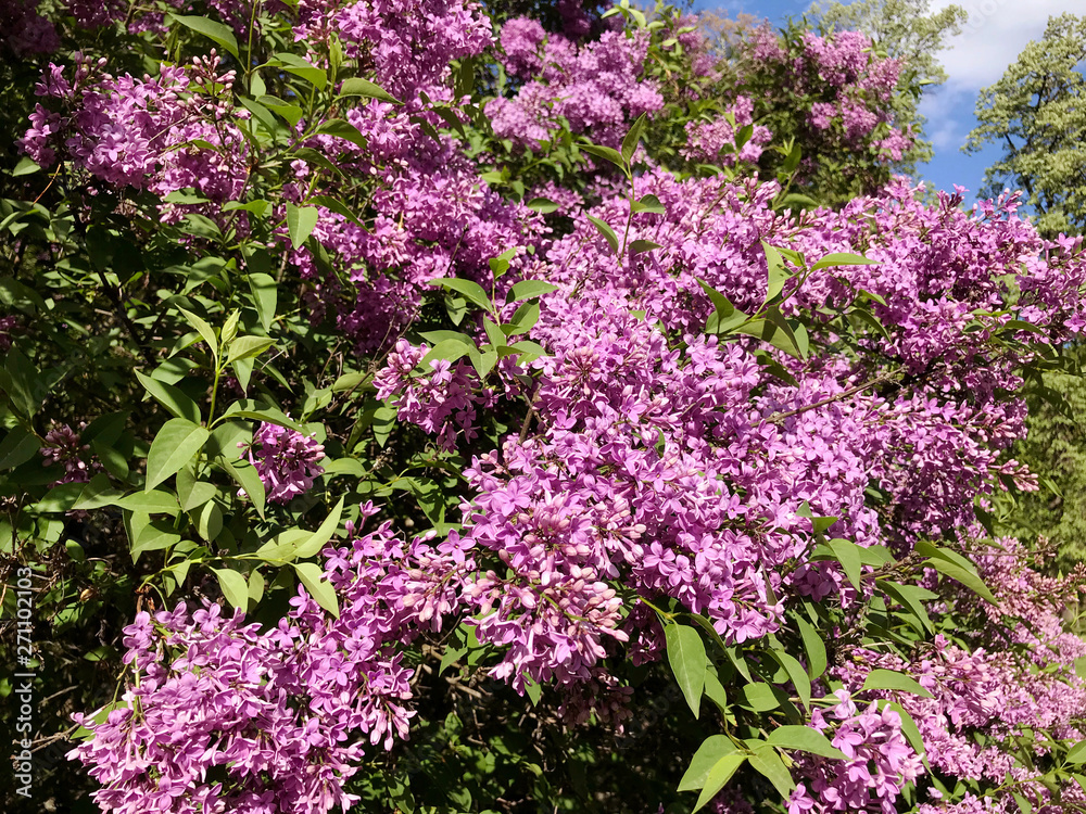 Obraz premium Beautiful Purple Lilac Flowers in a Spring Garden .Flowers Background .Spring Time 