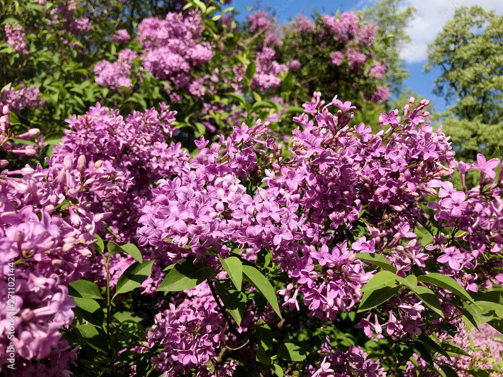 Beautiful Purple Lilac Flowers in a Spring Garden .Flowers Background .Spring Time Beautiful Purple Lilac Flowers in a Spring Garden .Flowers Background .Spring Time
