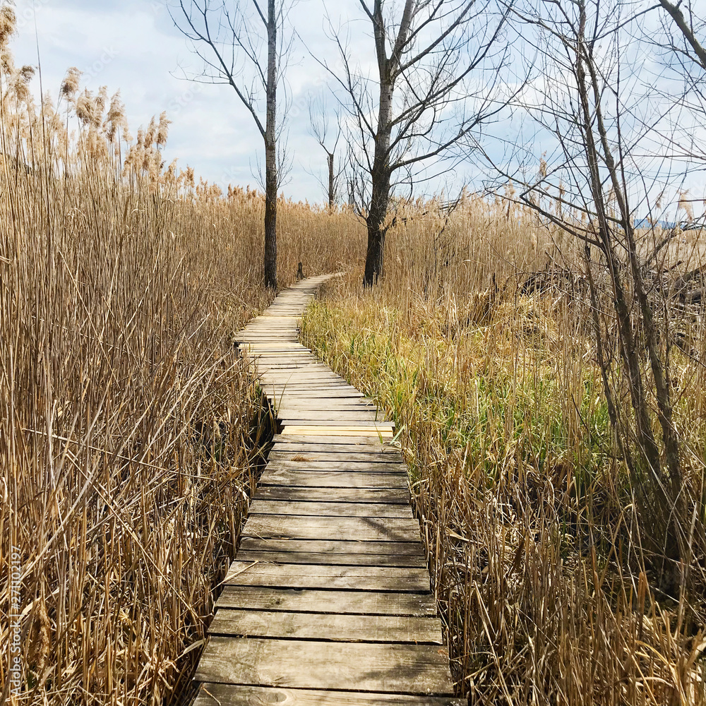 Reeds Nature Background . Dry Reeds and Wooden Bridge .Dragoman Marsh in Bulgaria . 