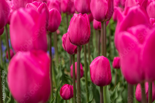 Pink Red Tulip Garden in Michigan