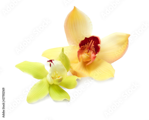 Beautiful tropical orchid flowers on white background