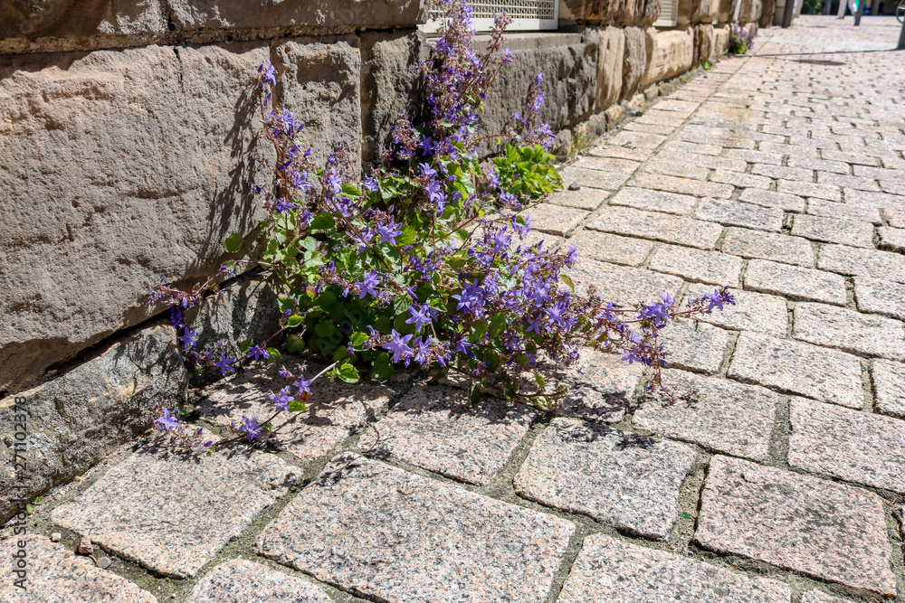 Lilac flowers grow on the roadside between the stones on a facade, Speyer, Germany Lilac flowers grow on the roadside between the stones on a facade, Speyer, Germany