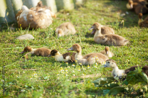 Animals many birds household ducks. © Fotoproff