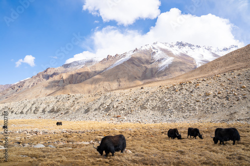 A view of a group of yak is eating in the field with the snow mountain in Ladakh, India.