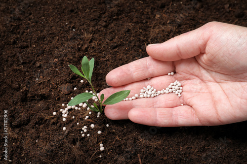 Woman fertilizing plant in soil, closeup. Gardening season