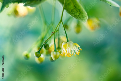 Closeup of a flowering linden tree flower, a tree growing on the territory of Ukraine. photo