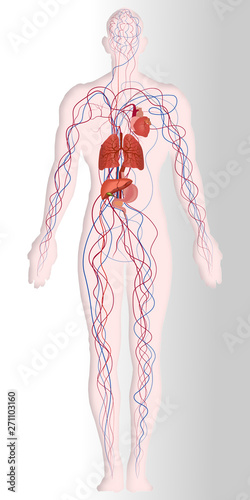 Paper cut layer style of Heart, Lungs and liver system. Breathing exercise. Respiratory isolated in gray background as Health care and science concept. vector illustration.