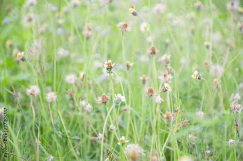 Many green and yellow yellow grass flowers are suitable for making backgrounds.