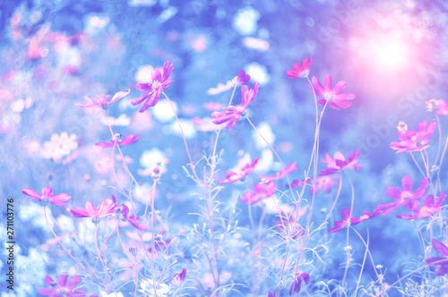Pink field and meadow flowers in the sunlight of sunset on a tinted blue blurred background. Beautiful dreamy art image. Soft, selective focus.