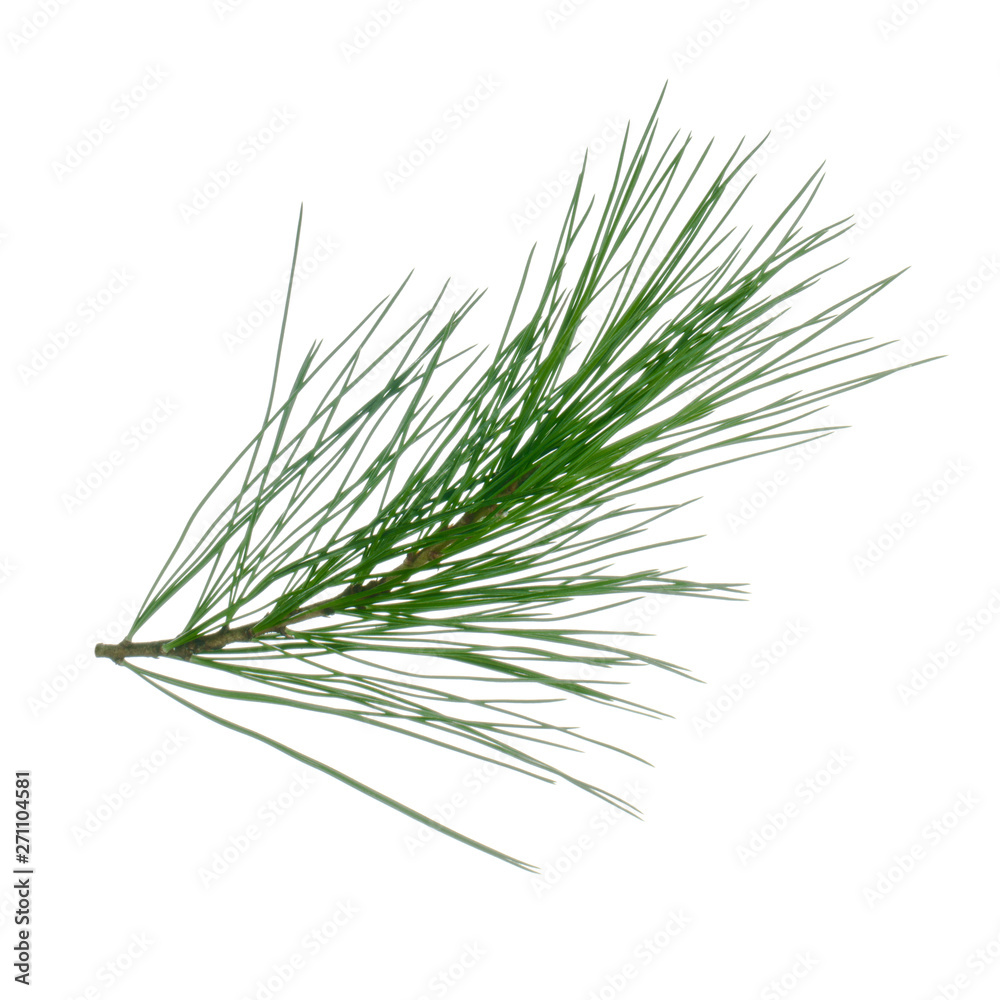 Fototapeta premium branch of cedar isolated on white background