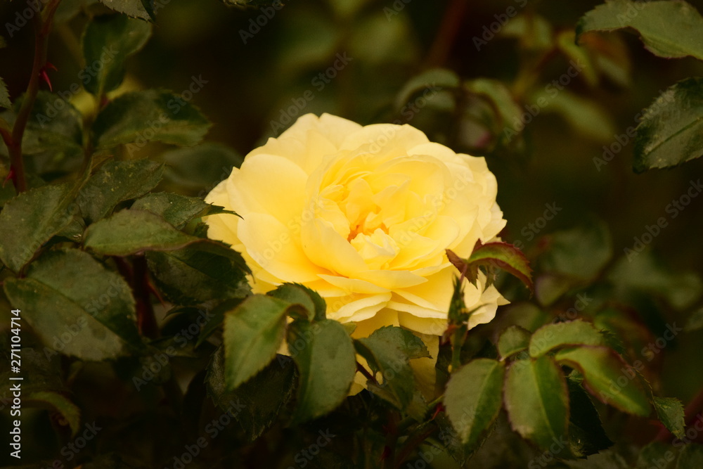 yellow rose in the garden yellow rose in the garden