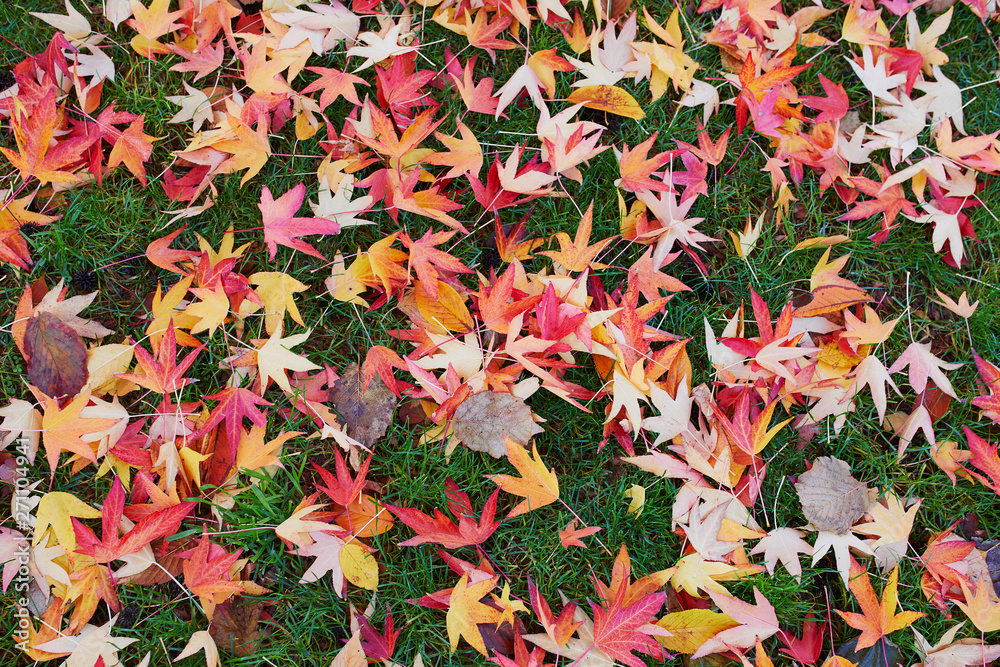 Grass covered with colorful maple leaves