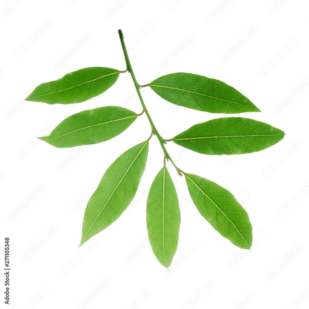 branch of laurel isolated branch of laurel isolated