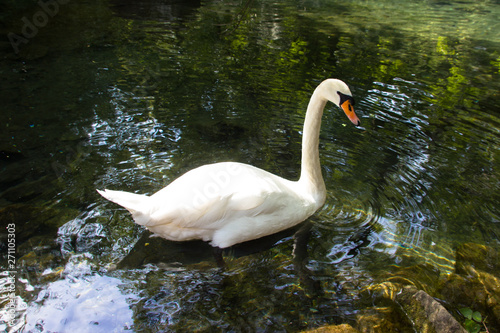 swan on lake