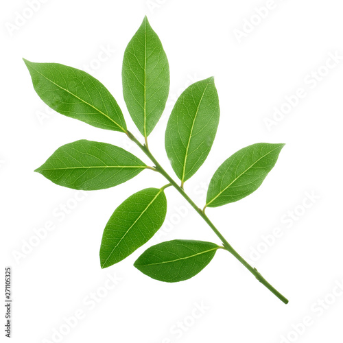 branch of laurel isolated