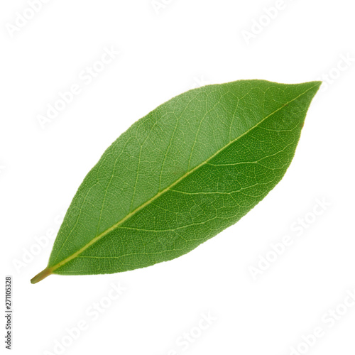 fresh leaf of laurel isolated