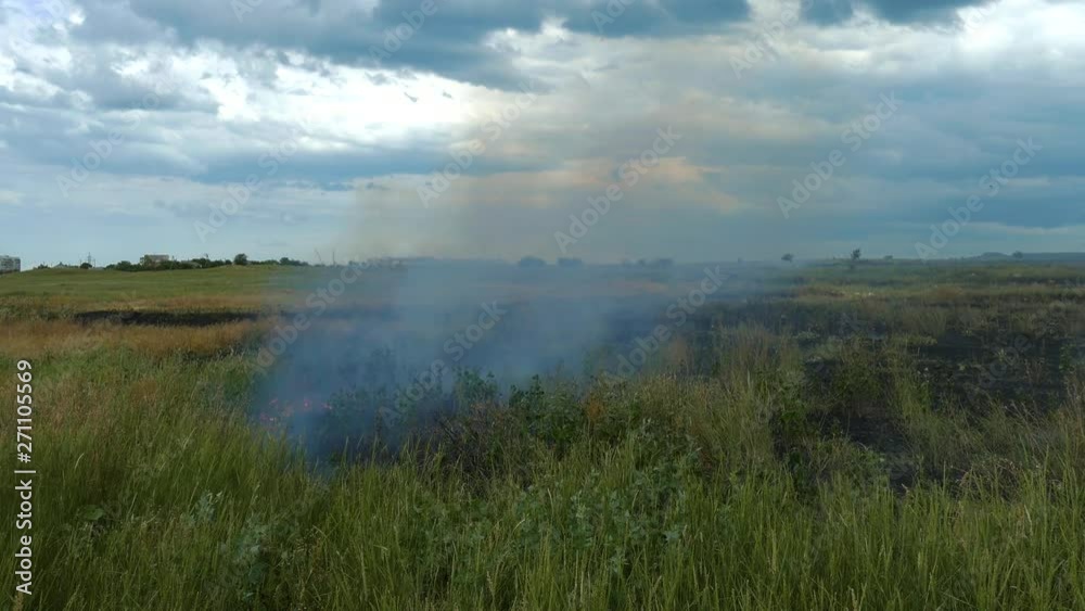 During a fire on the field, fire mercilessly destroys young wheat. During a fire on the field, fire mercilessly destroys young wheat.