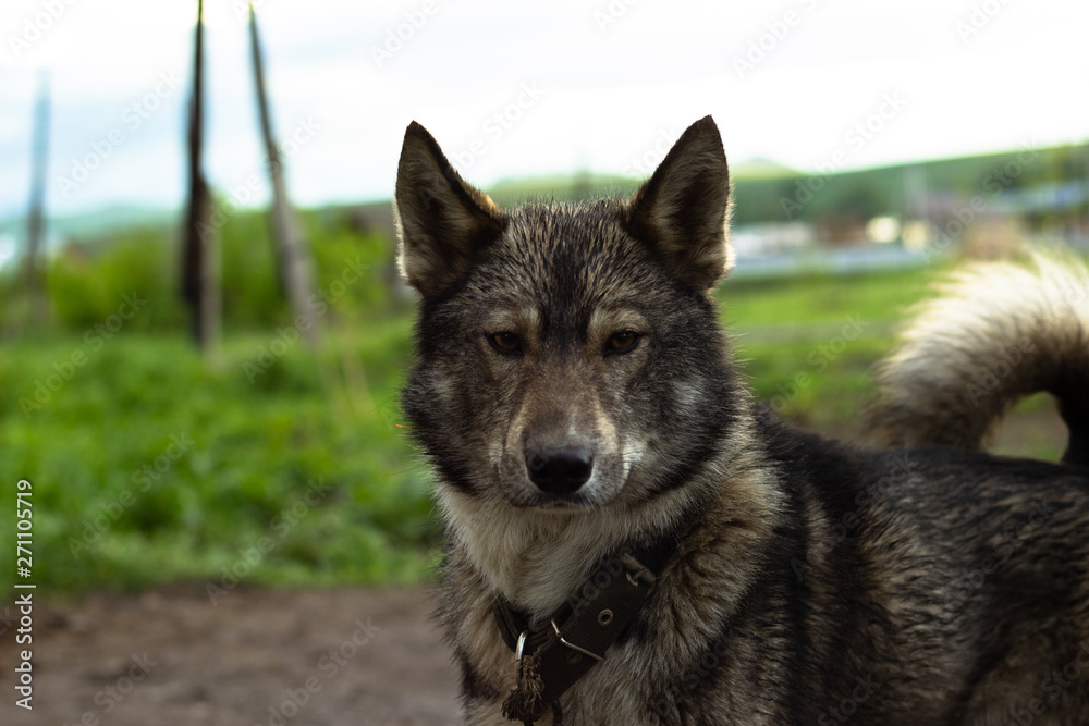 portrait of a dog like a wolf in a collar portrait of a dog like a wolf in a collar