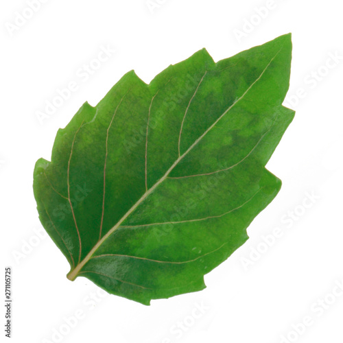 leaf of basil isolated on white background