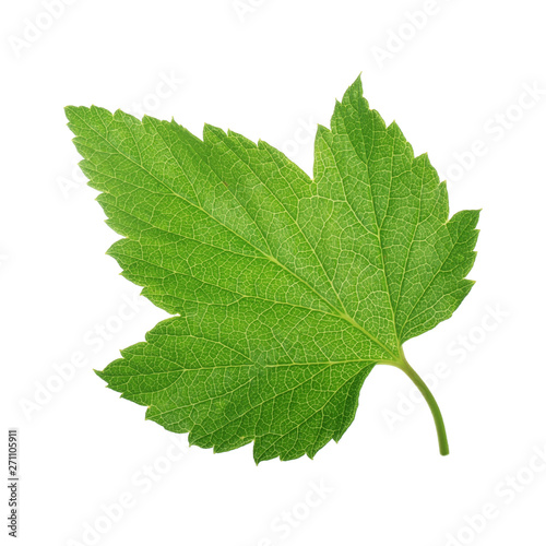 Wallpaper Mural leaf of black currant isolated on white background Torontodigital.ca