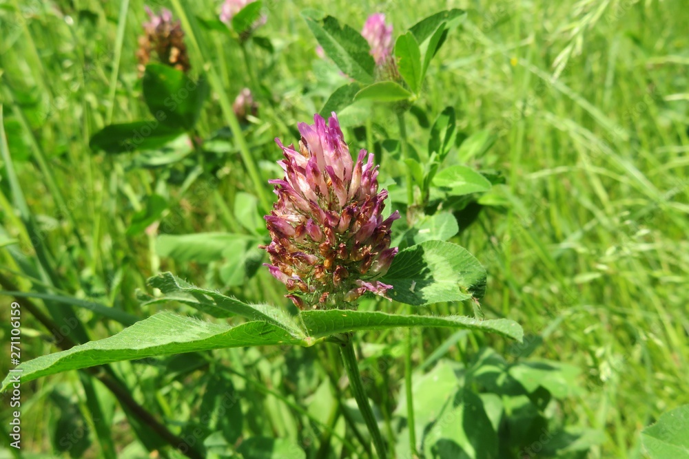 Clover flower in the meadow on natural green background, closeup Clover flower in the meadow on natural green background, closeup