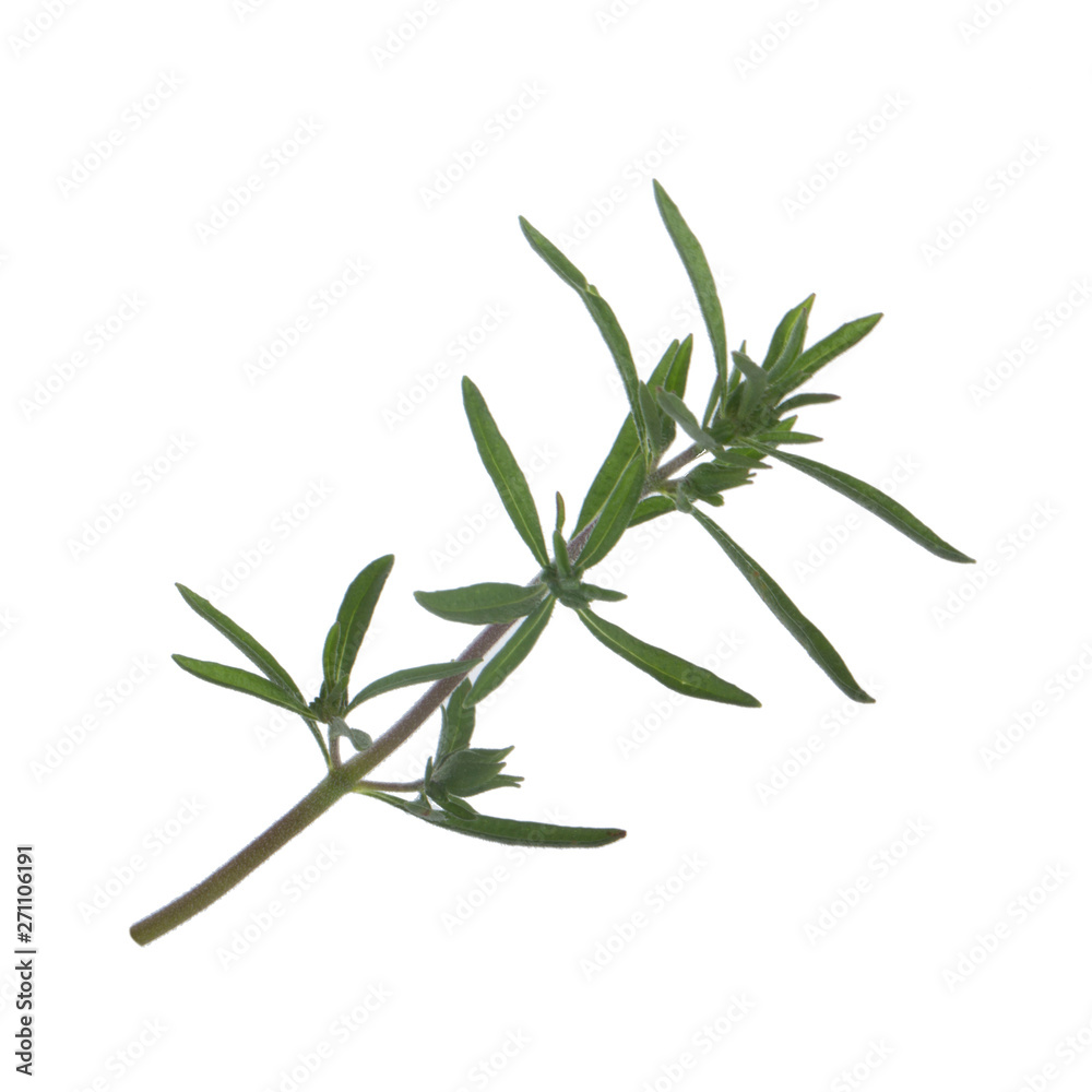 leaves of savory isolated on white background leaves of savory isolated on white background