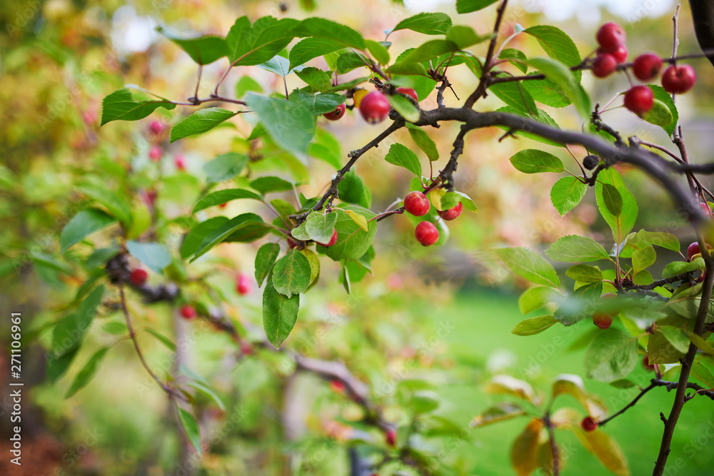 Red ripe apples on a branch of crabapple tree