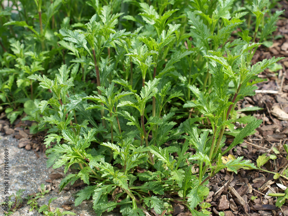 Echtes Eisenkraut - Verbena officinalis Echtes Eisenkraut - Verbena officinalis