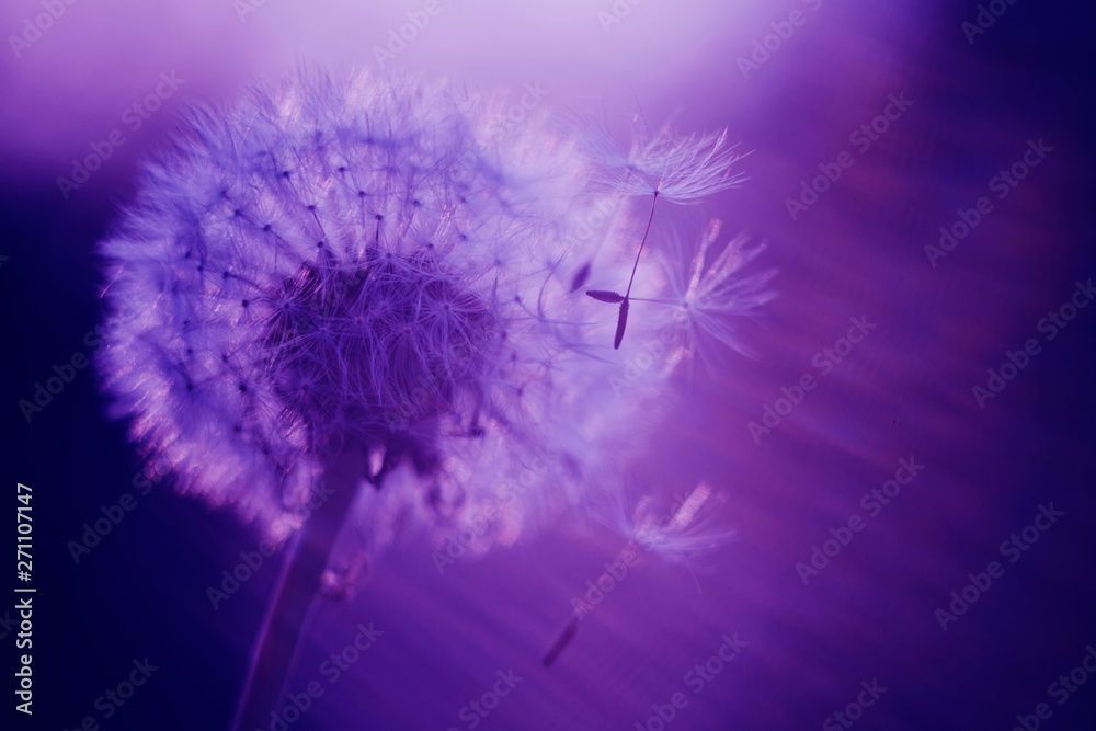 Dandelion flower closeup shot in trend neon colors for abstract background. Macro, fantasy postcard, fine art, ecology, wild life and gardening, copyspace, selective focus.