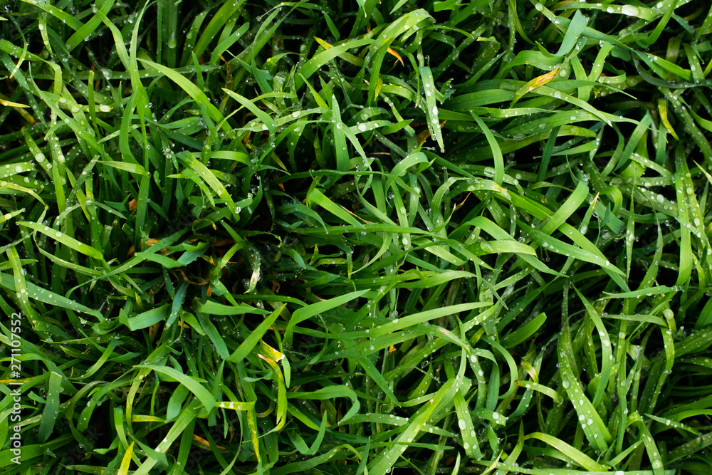 Green grass background. Lawn grass close up. Green grass background. Lawn grass close up.