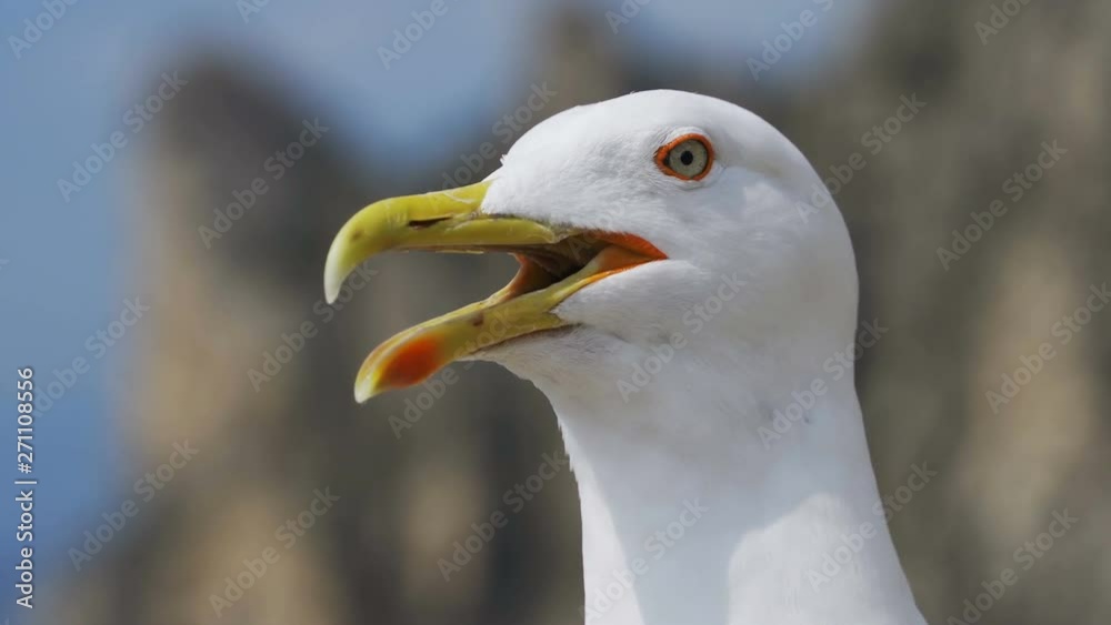 Laughing gull close-up looks into the camera. Laughing gull close-up looks into the camera.