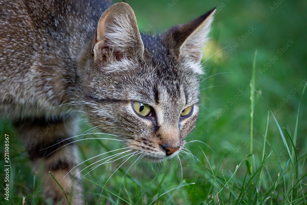 Hungry cat with green eyes looking and waiting for food Hungry cat with green eyes looking and waiting for food