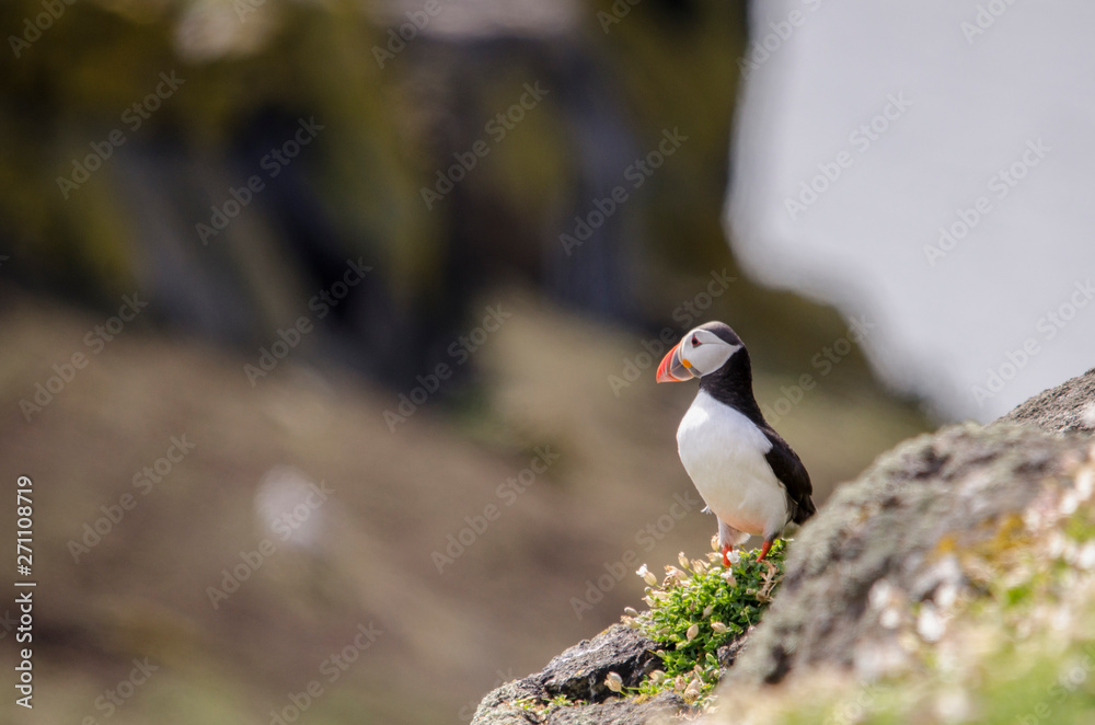 Puffin on Puffin on