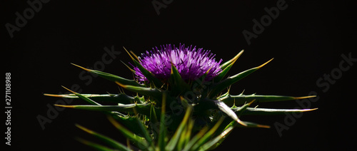 Flower head of milk thistle in full splendor, in foreground and black background 