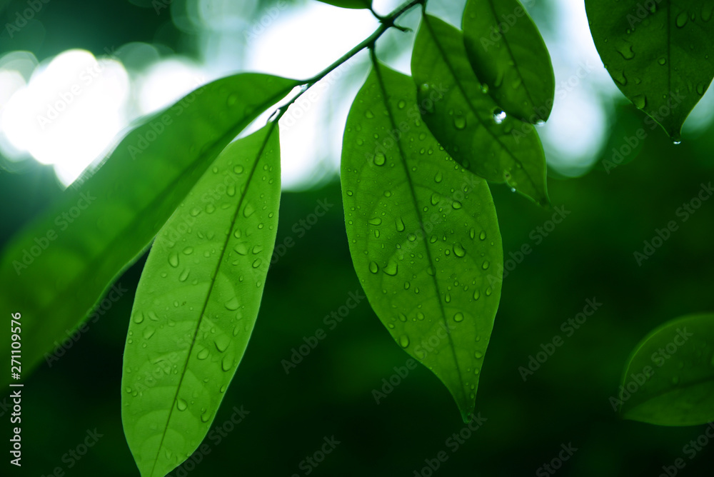 nature background in rainy season by rain dropped onto green leaves with light shine. nature background in rainy season by rain dropped onto green leaves with light shine.