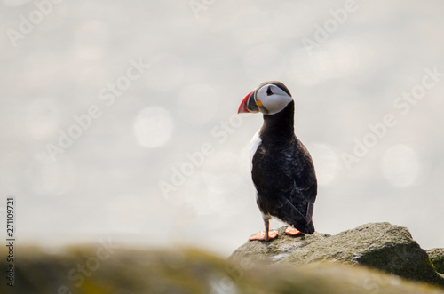 Atlantic Puffin Seabird on a Cliff © Walkerlee