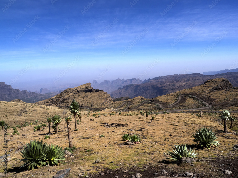 Large Lobelia, Lobelia rhynchopetalum in Simien Mountains National Park in Ethiopia