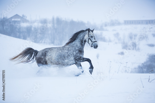 Beautiful gray horse in the winter fields