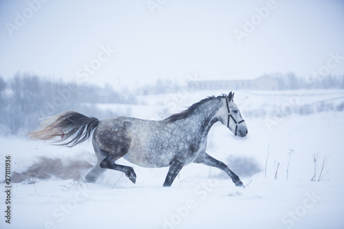 Beautiful gray horse in the winter fields © Nadezhda