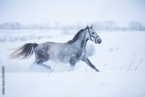 Fototapeta Naklejka Na Ścianę i Meble -  Beautiful gray horse in the winter fields