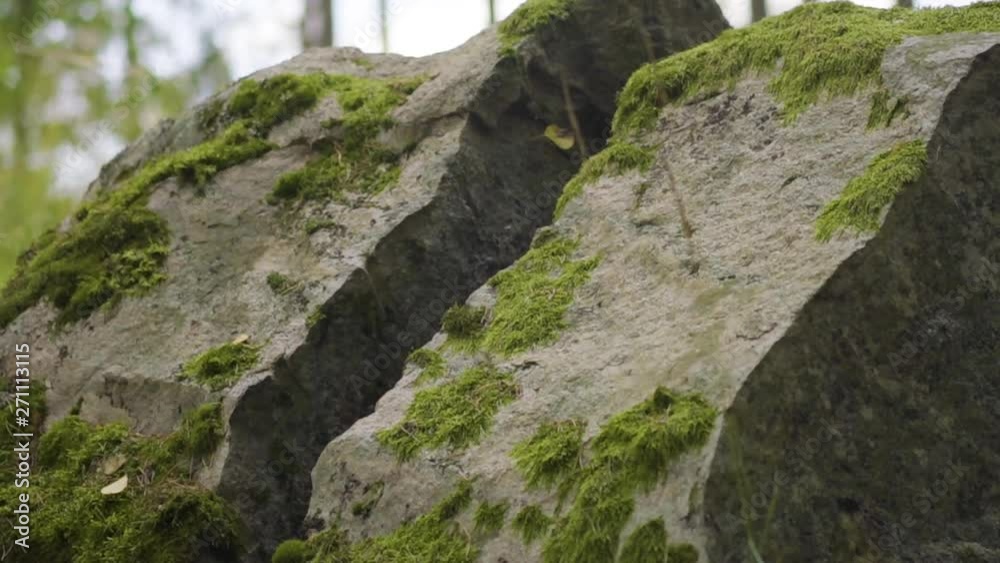 Idyllic forest landscape with mossy stone, mossy tree trunk and its root. Idyllic forest landscape with mossy stone, mossy tree trunk and its root.