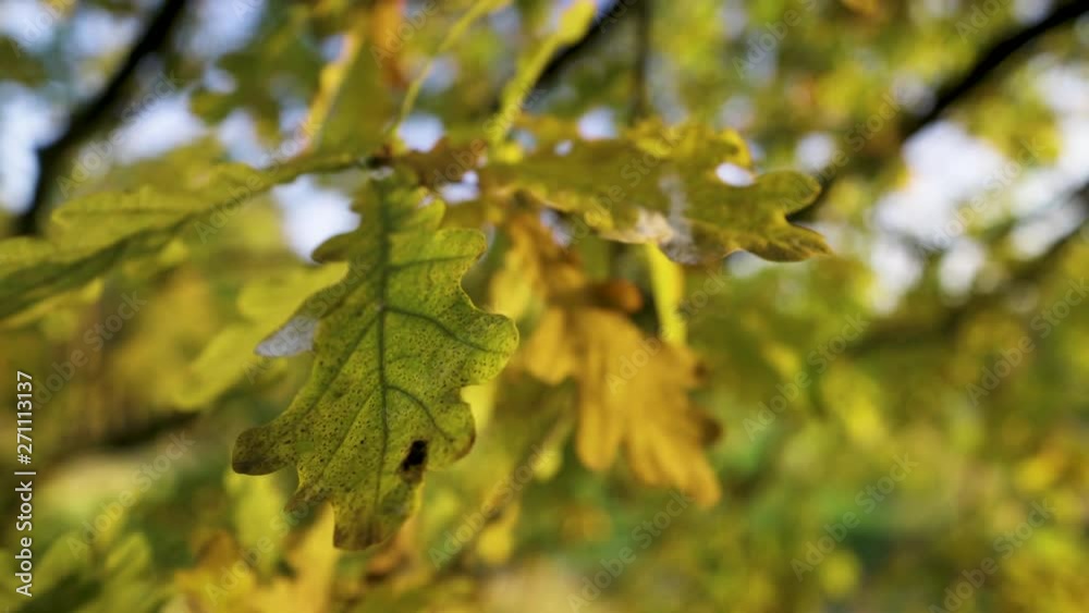 Cinematic Close-Up Shot of some green oak leaves in the forest  at sunshine